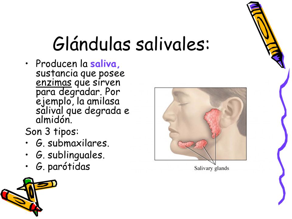 Produce que es saliva glandula la cual